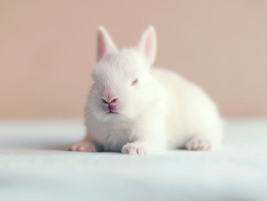 sesion-fotos-cria-conejo-ashraful-arefin (12)