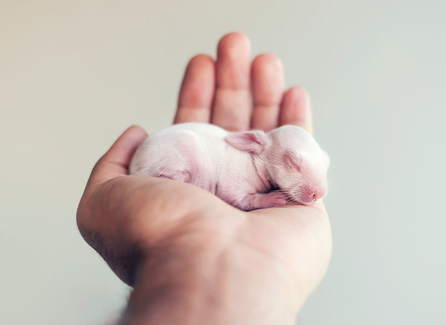 sesion-fotos-cria-conejo-ashraful-arefin (2)