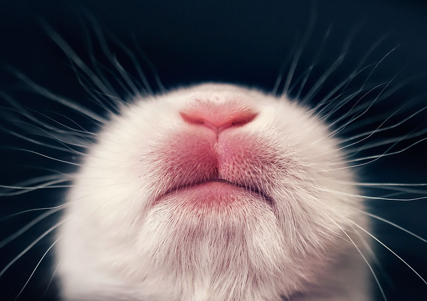 sesion-fotos-cria-conejo-ashraful-arefin (3)