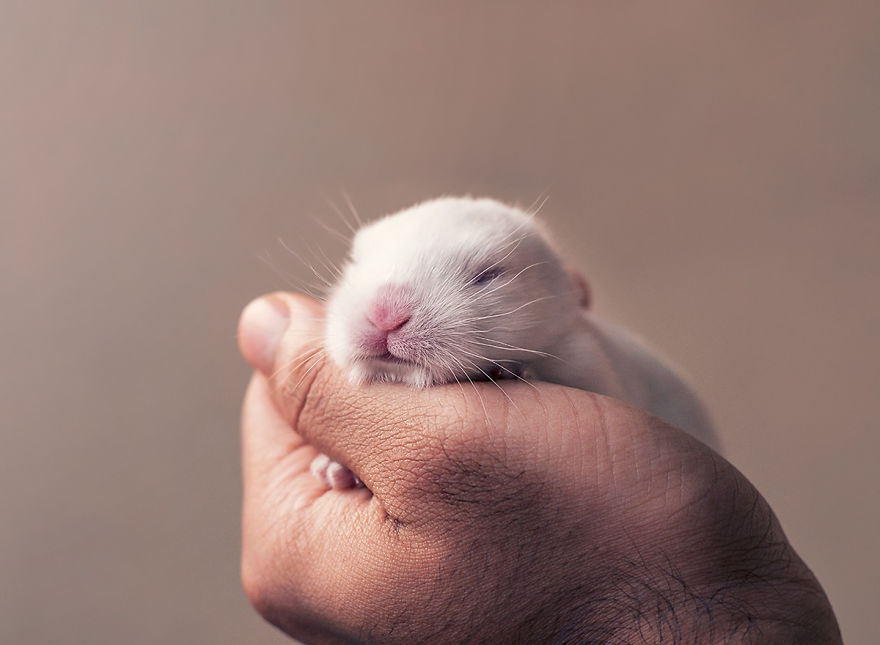 sesion-fotos-cria-conejo-ashraful-arefin (4)