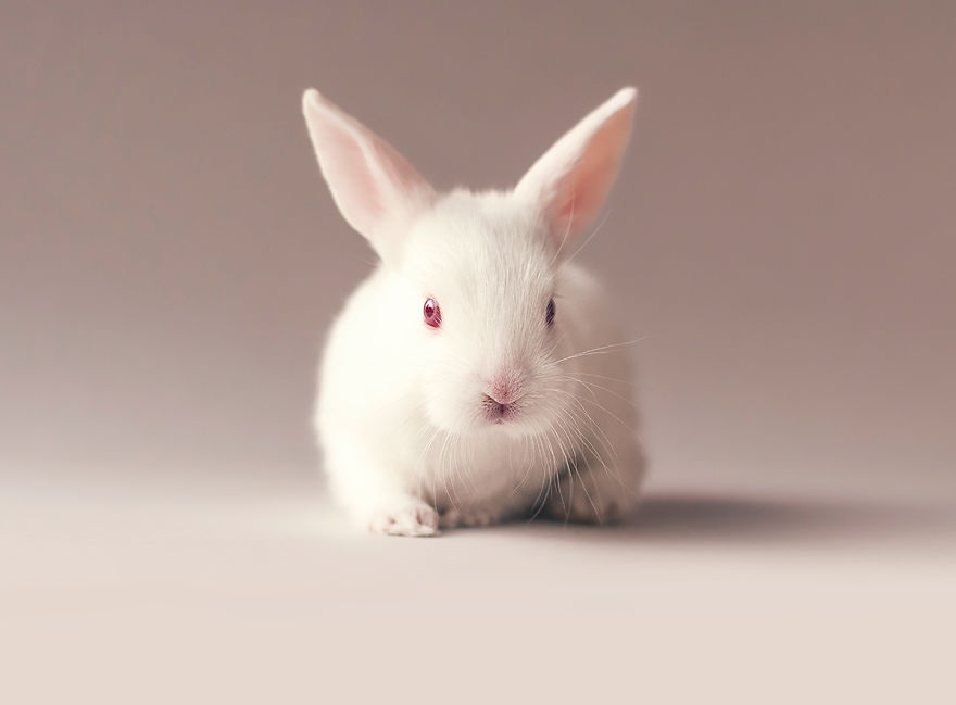 sesion-fotos-cria-conejo-ashraful-arefin (5)
