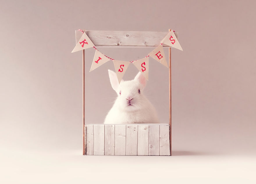 sesion-fotos-cria-conejo-ashraful-arefin (6)