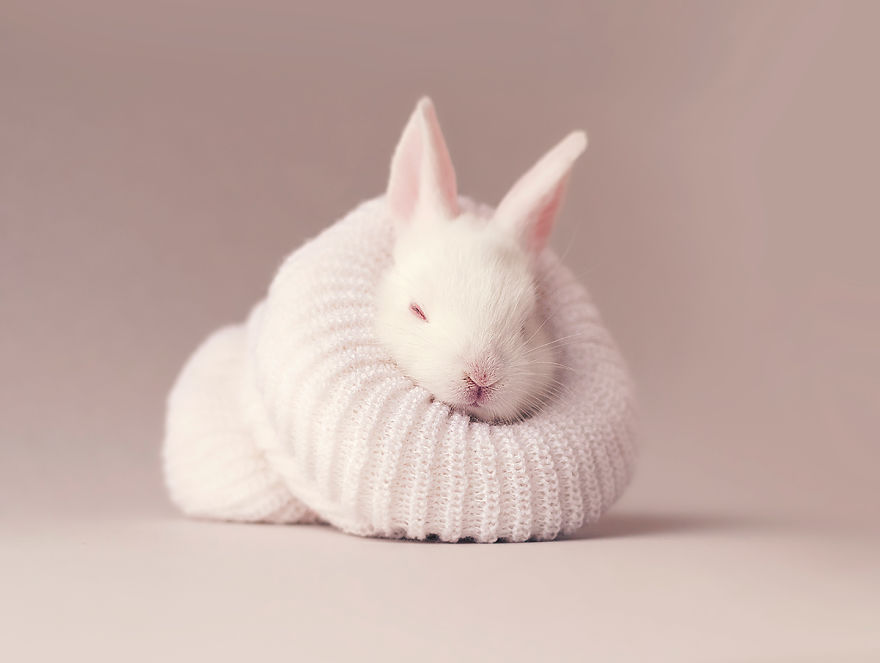 sesion-fotos-cria-conejo-ashraful-arefin (7)