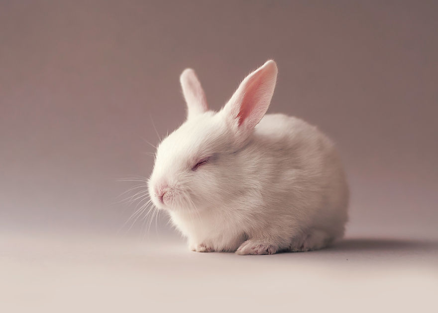 sesion-fotos-cria-conejo-ashraful-arefin (8)