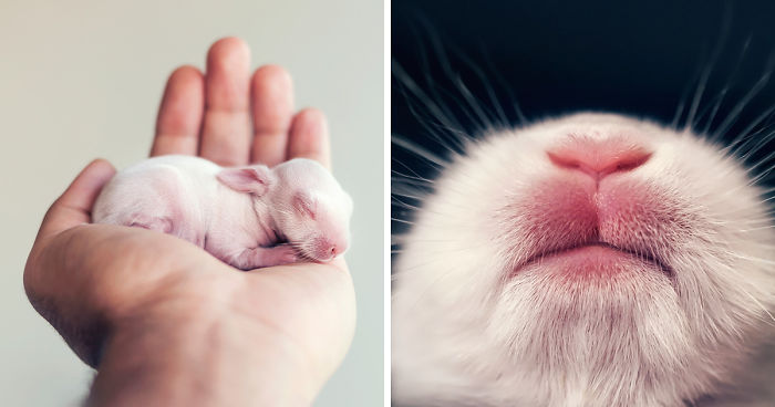 Le he hecho una sesión de fotos de recién nacido a mi bebé conejo