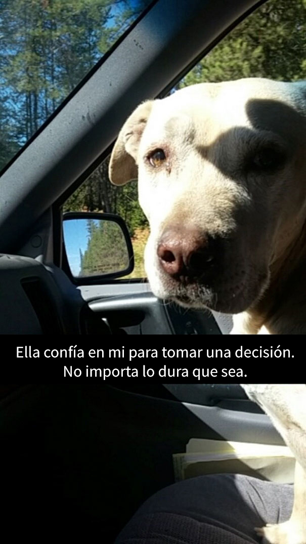 ultimo-dia-perro-snapchat-1
