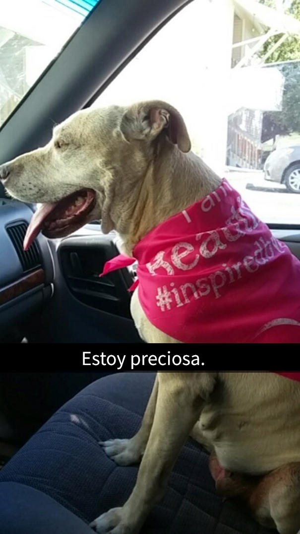 ultimo-dia-perro-snapchat-10