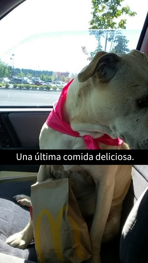 ultimo-dia-perro-snapchat-11
