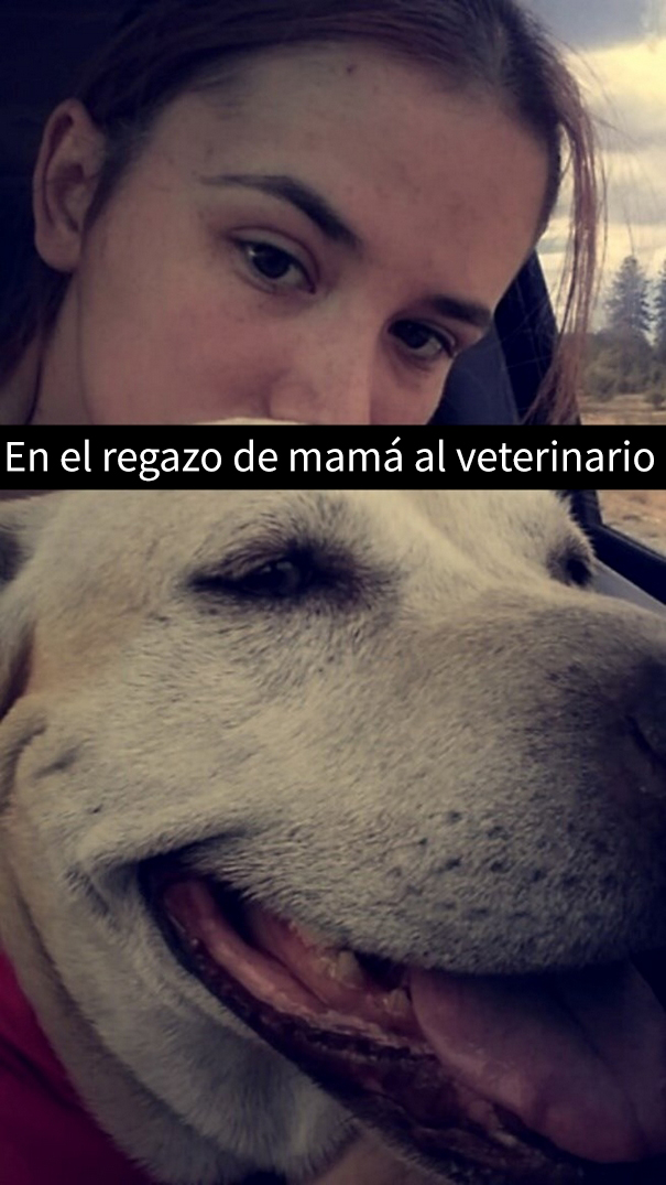 ultimo-dia-perro-snapchat-12
