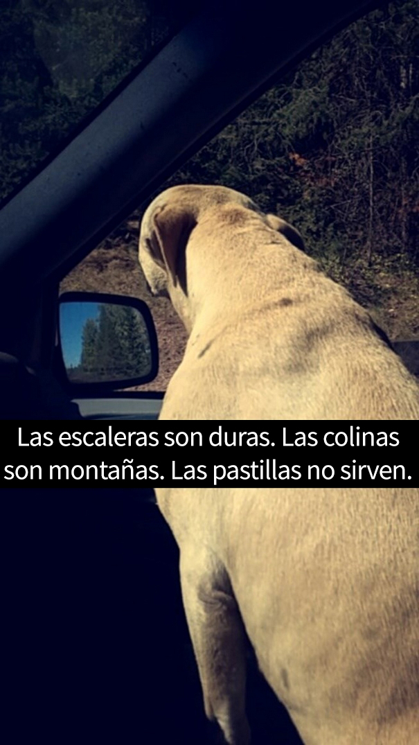 ultimo-dia-perro-snapchat-13
