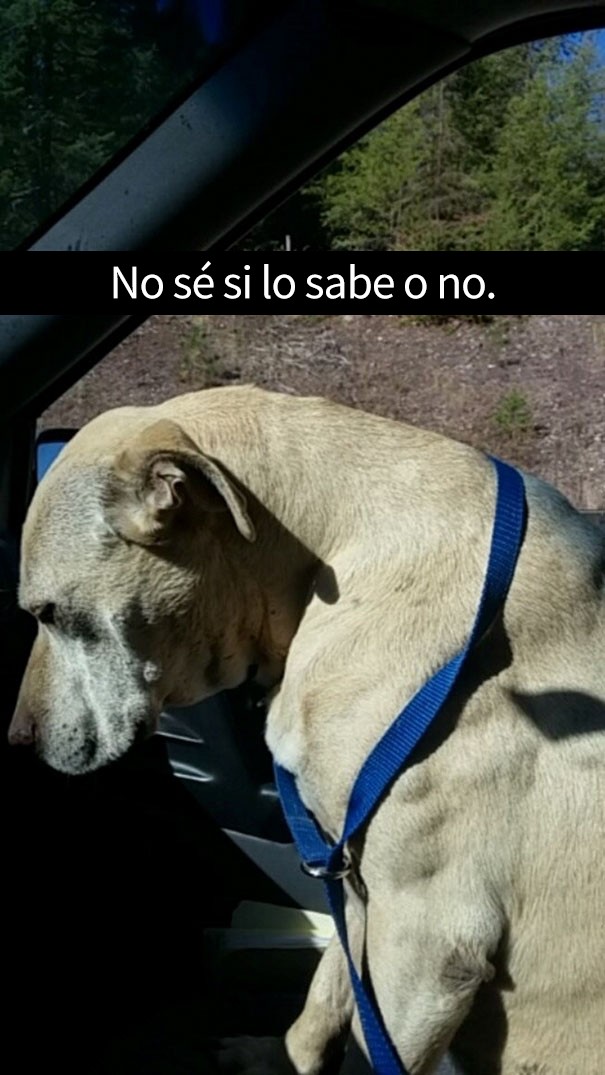 ultimo-dia-perro-snapchat-14