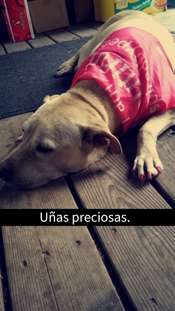 ultimo-dia-perro-snapchat-16