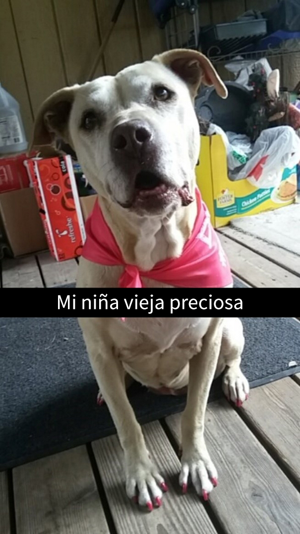 ultimo-dia-perro-snapchat-2