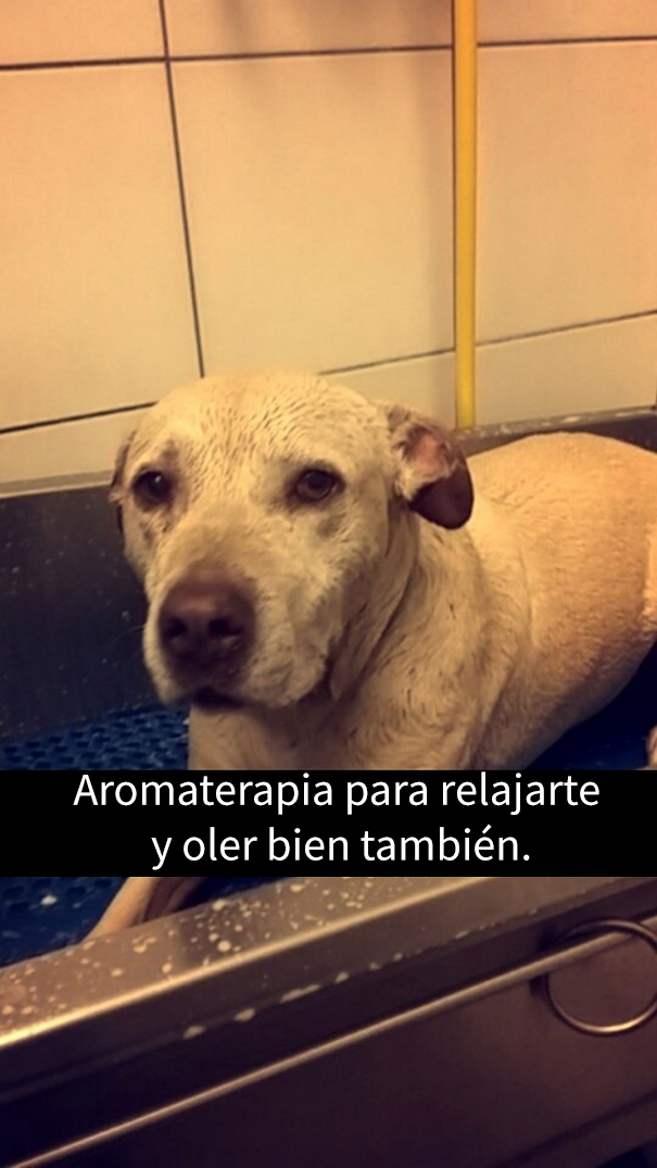 ultimo-dia-perro-snapchat-3