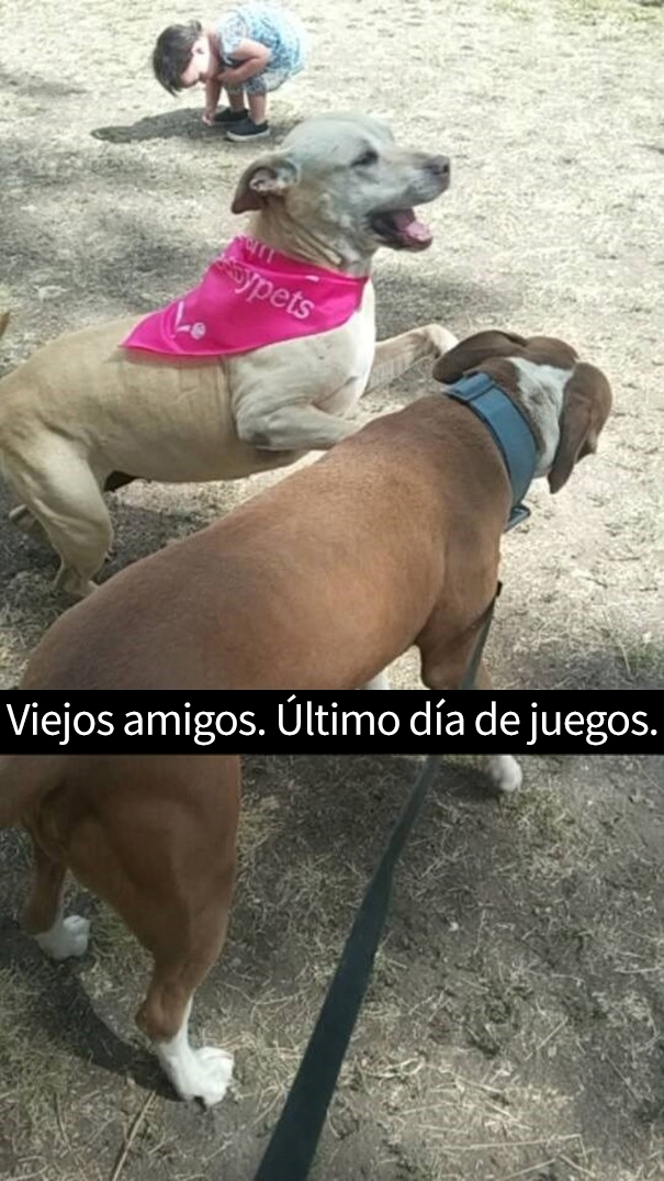 ultimo-dia-perro-snapchat-4