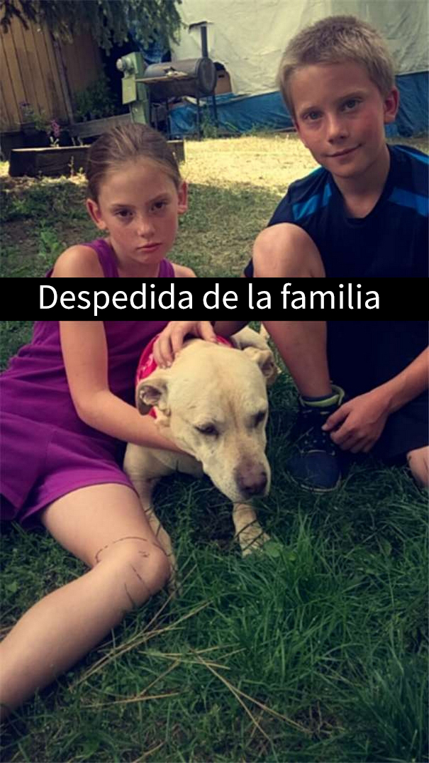 ultimo-dia-perro-snapchat-5