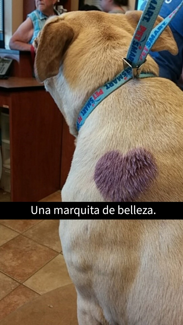 ultimo-dia-perro-snapchat-6