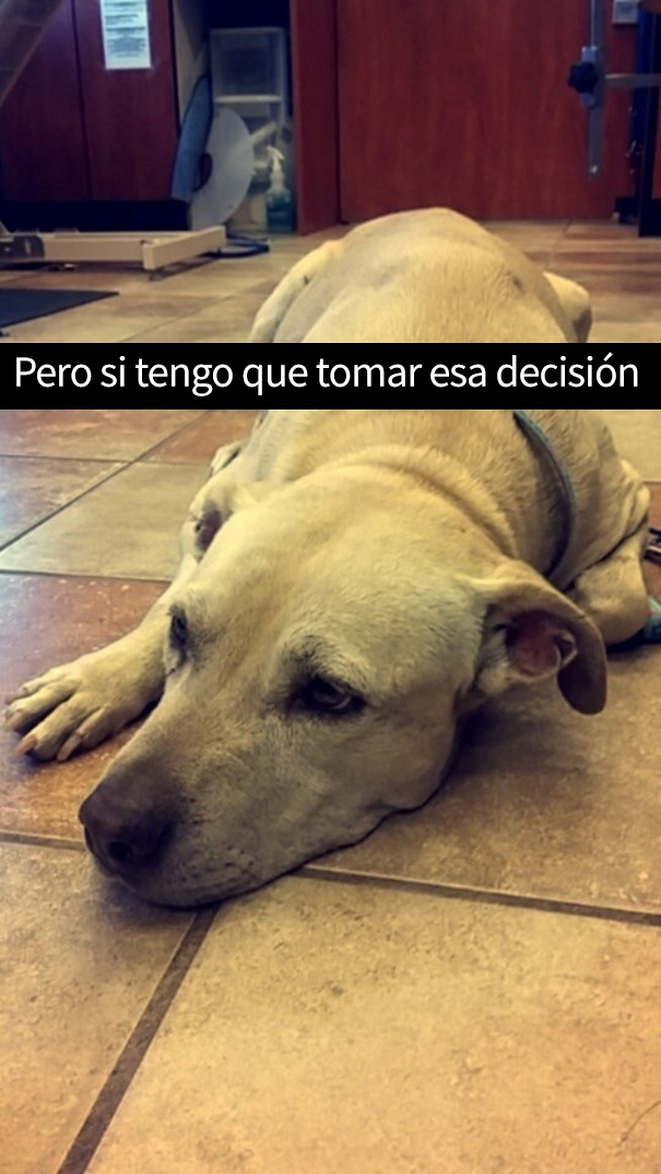 ultimo-dia-perro-snapchat-7