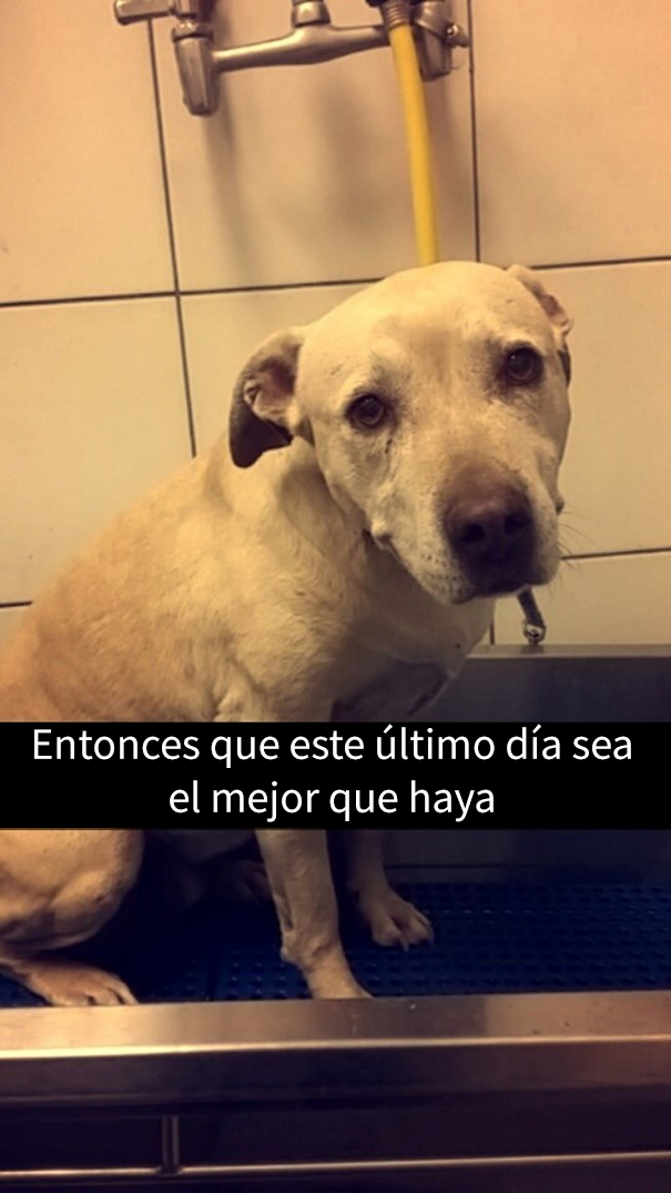 ultimo-dia-perro-snapchat-9