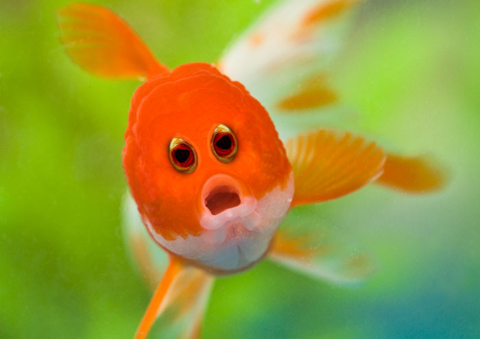 animales-photoshop-ojos-frente (10)