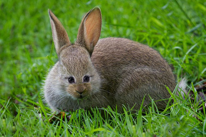 animales-photoshop-ojos-frente (4)