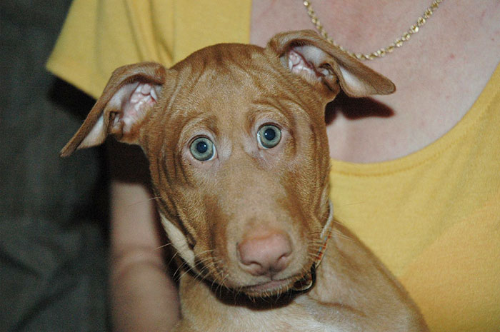 animales-photoshop-ojos-frente (7)