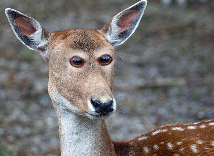 animales-photoshop-ojos-frente (8)