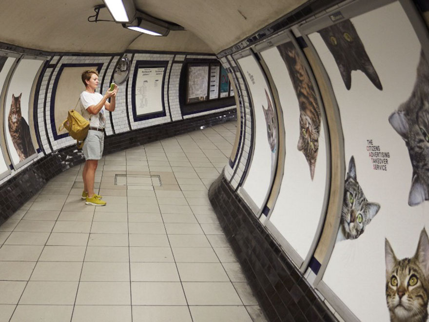 anuncios-gatos-estacion-metro-londres (1)