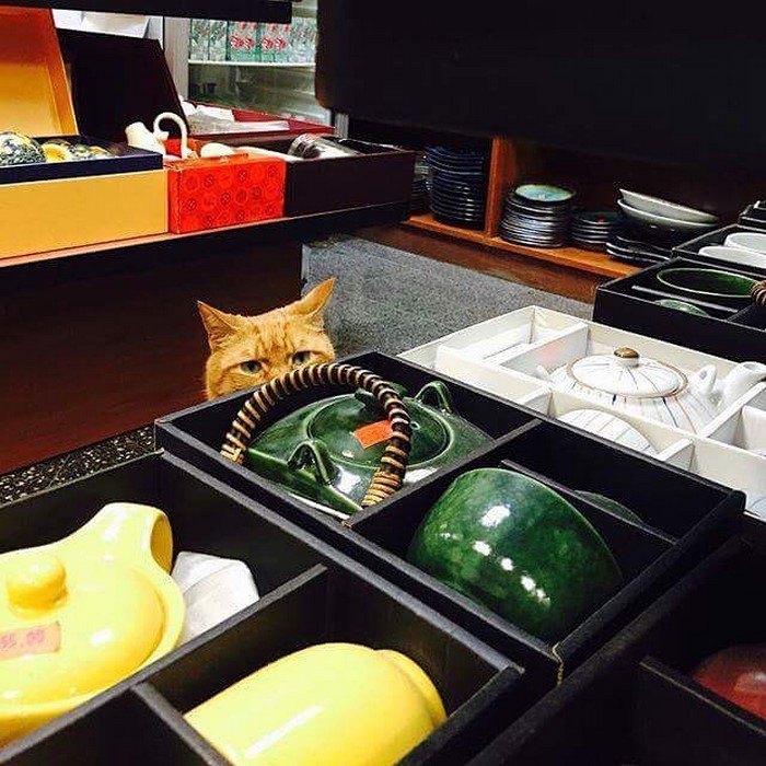 bobo-gato-tienda-chinatown-instagram (1)