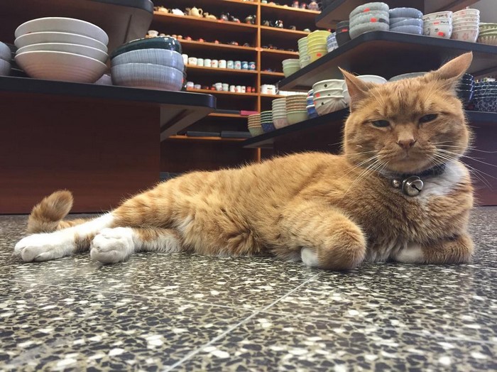 bobo-gato-tienda-chinatown-instagram (2)