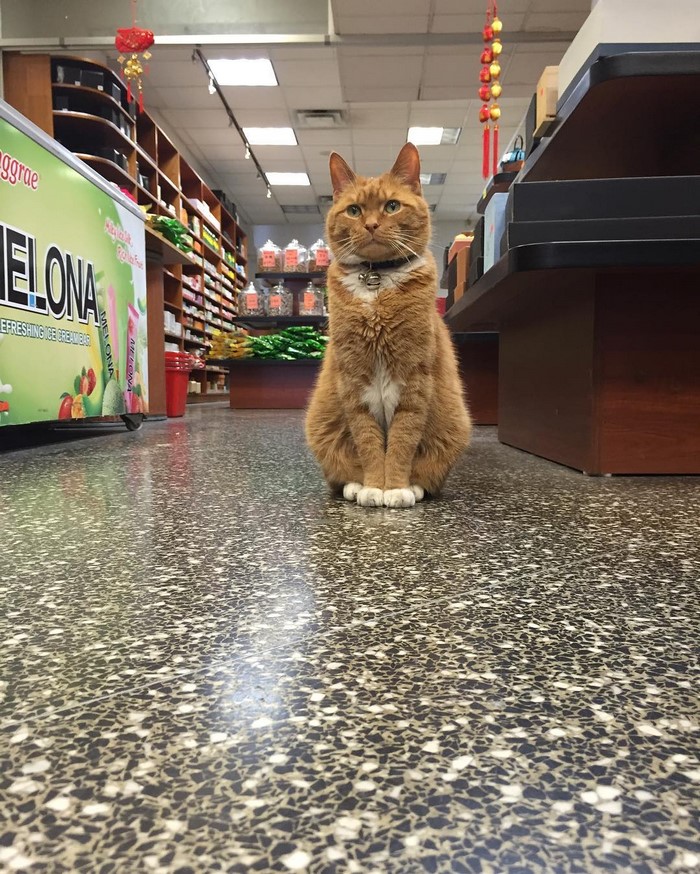 bobo-gato-tienda-chinatown-instagram (3)