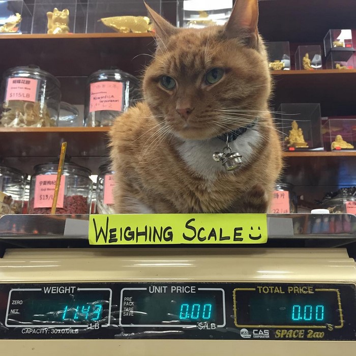 bobo-gato-tienda-chinatown-instagram (5)