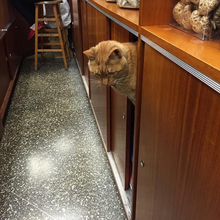 bobo-gato-tienda-chinatown-instagram (6)