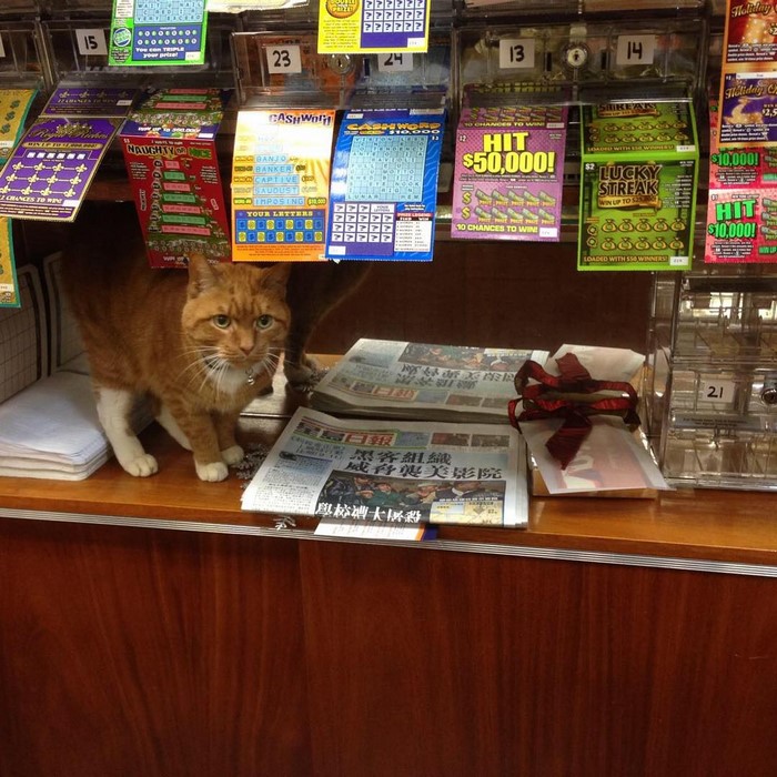 bobo-gato-tienda-chinatown-instagram (7)
