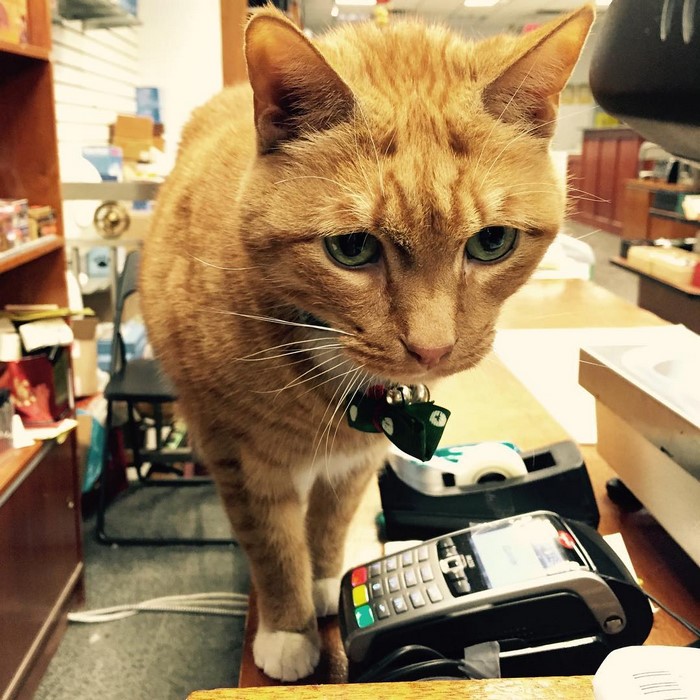 bobo-gato-tienda-chinatown-instagram (8)