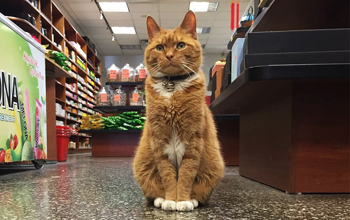 Este gato lleva 9 años ocupándose de su tienda sin tomarse un solo día libre