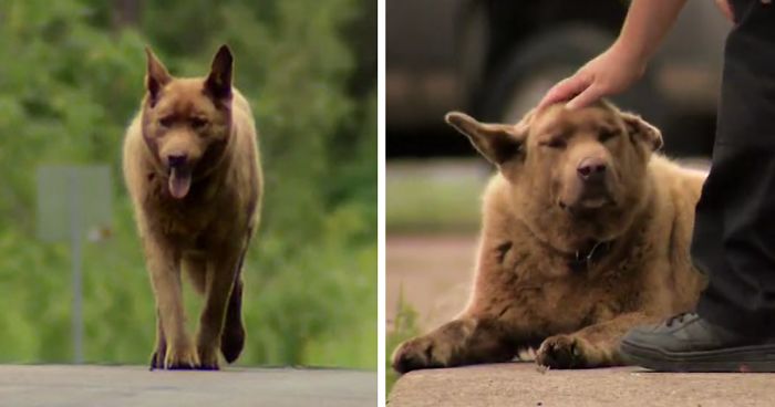 Cada día este viejo perro camina 6,5 kms hasta el pueblo para saludar a la gente