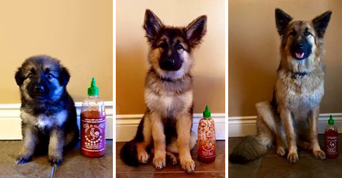 Esta dueña documenta el crecimiento de su perro usando un bote de Sriracha como escala