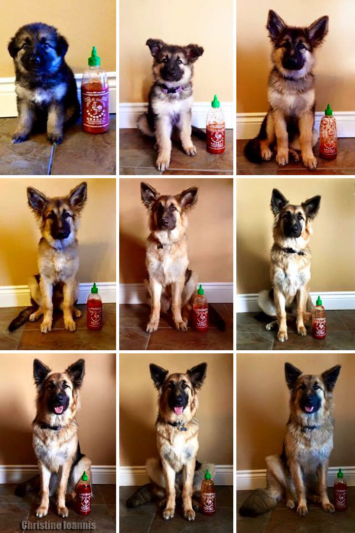 crecimiento-perro-pastor-aleman-escala-sriracha