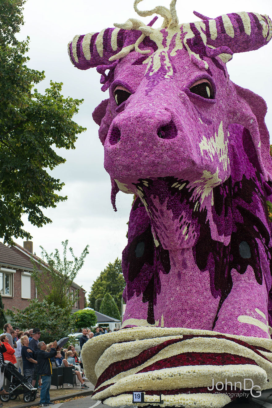 desfile-flores-dalias-corso-zundert-holanda-2 (2)