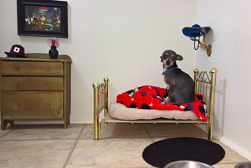 dormitorio-bajo-escaleras-perro-chihuahua-pancho (1)