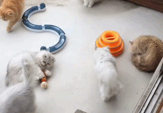 duena-12-gatos-persas-instagram-japon (1)