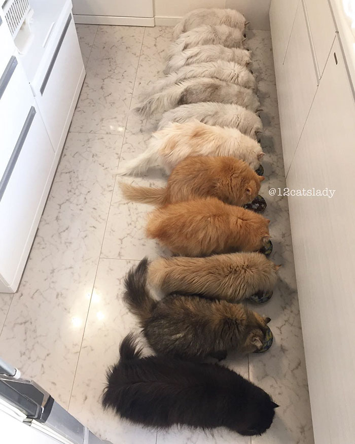 duena-12-gatos-persas-instagram-japon (1)