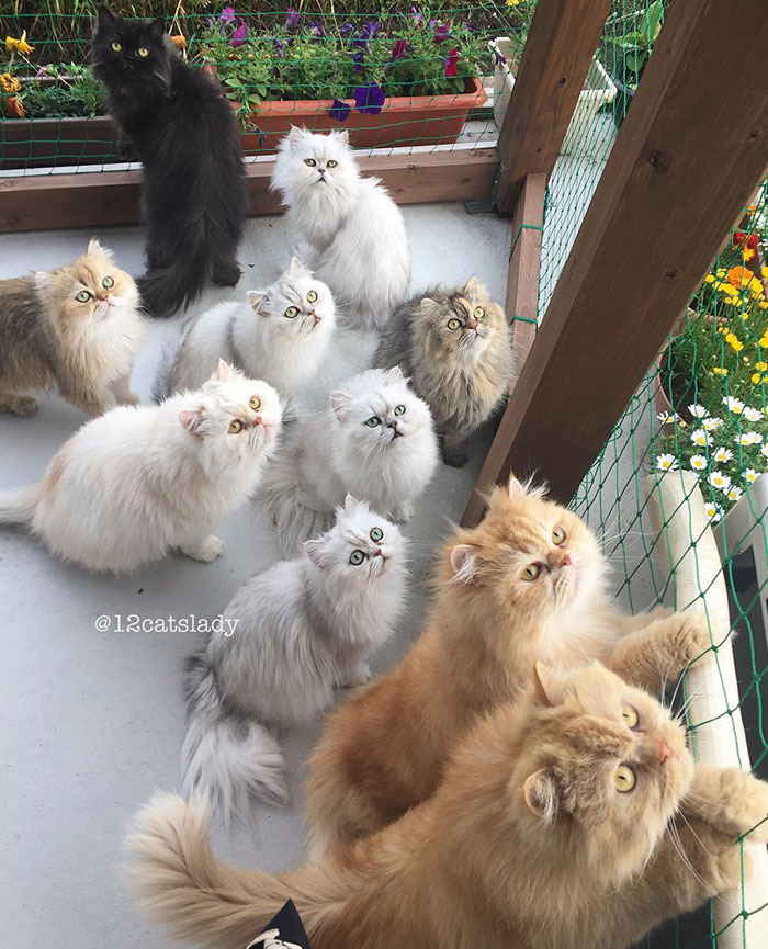 duena-12-gatos-persas-instagram-japon (10)