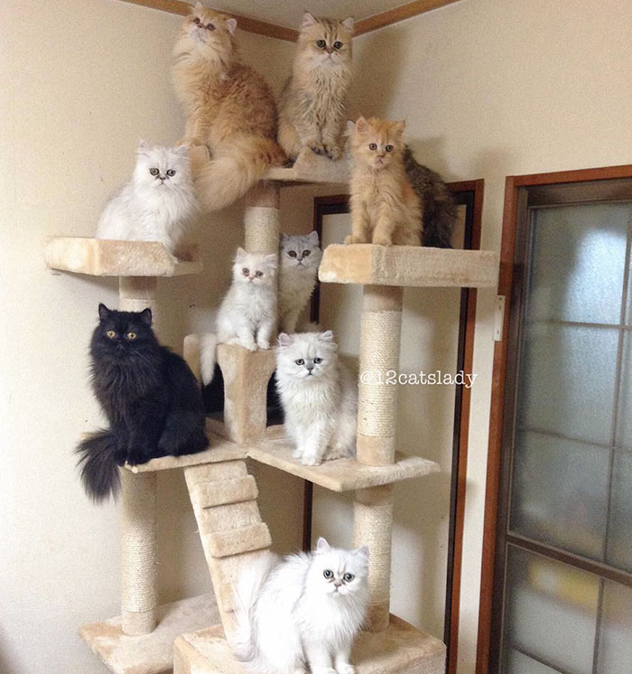 duena-12-gatos-persas-instagram-japon (11)