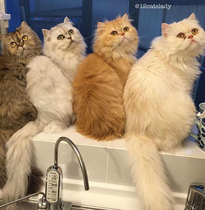 duena-12-gatos-persas-instagram-japon (12)