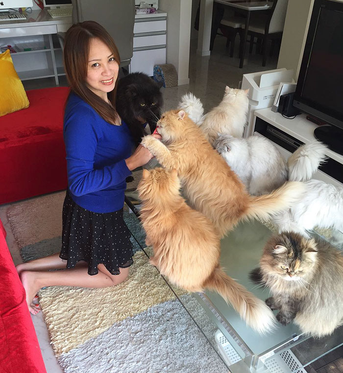duena-12-gatos-persas-instagram-japon (14)