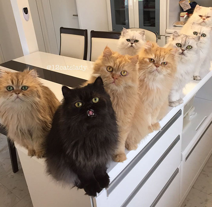 duena-12-gatos-persas-instagram-japon (2)