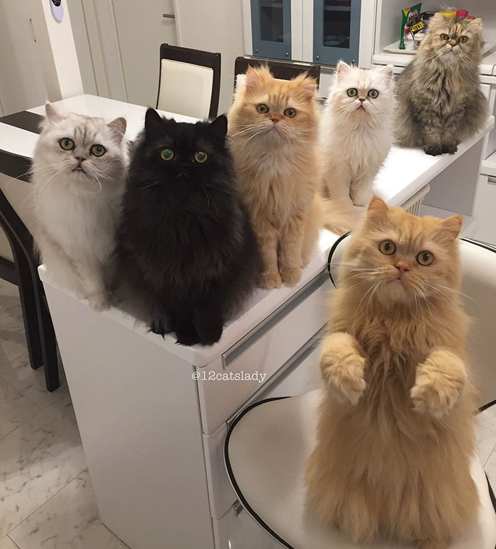 duena-12-gatos-persas-instagram-japon (3)
