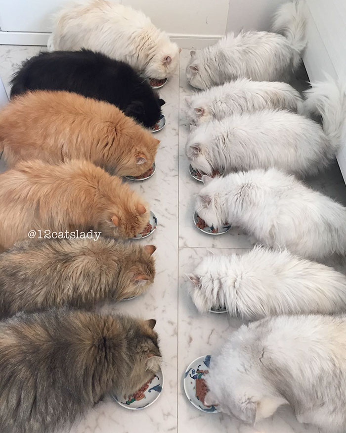 duena-12-gatos-persas-instagram-japon (4)